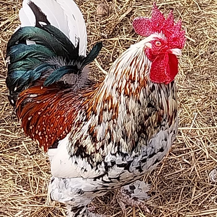 Găini americane și gâște Toulouse