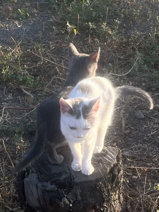 !Отдам котенка в добрые руки.Срочно!