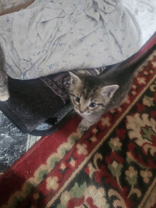 Отдам котят,котёнка