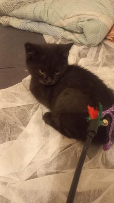 Отдам котенка мальчика в добрые руки