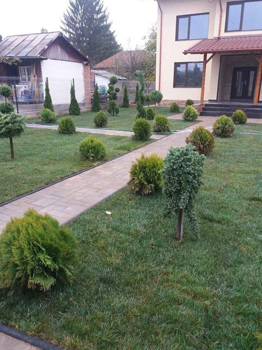 Plante ornamentale pt o gradina de vis