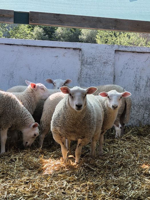 Miei texel de vânzare:berbeci și mielute
