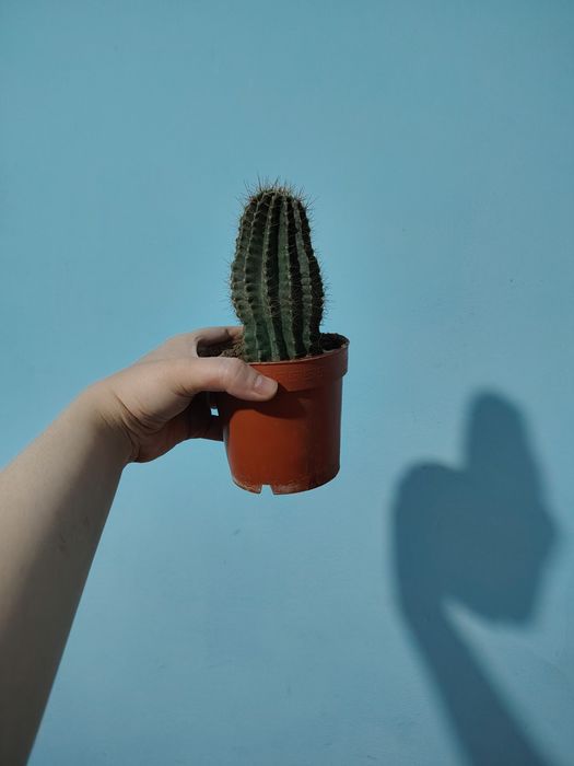 Продается комнатные цветы хона гуллари