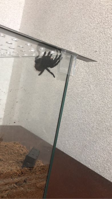 Pterinopelma sazimai