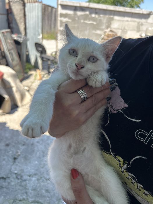 Donez pisici o fata si un baietel