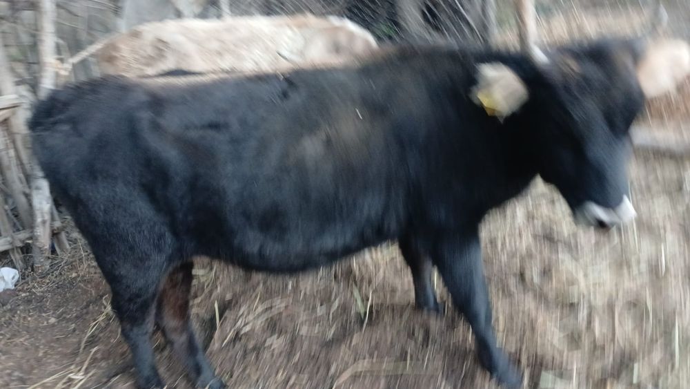 Продам коровы хорошие