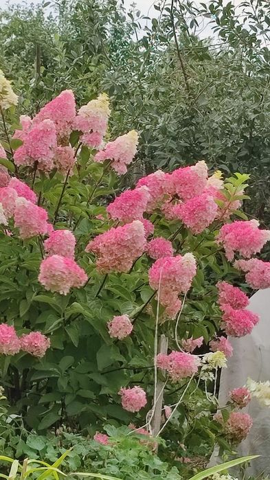 Дача, СО "Пригородное"