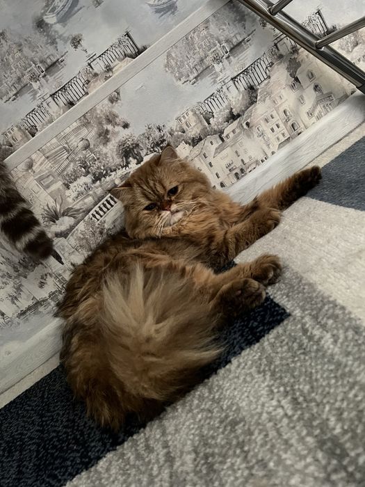 Шикарный кот готов к вязке