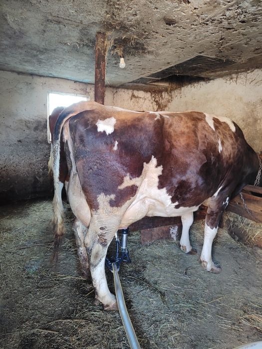 Vaca tânără de lapte
