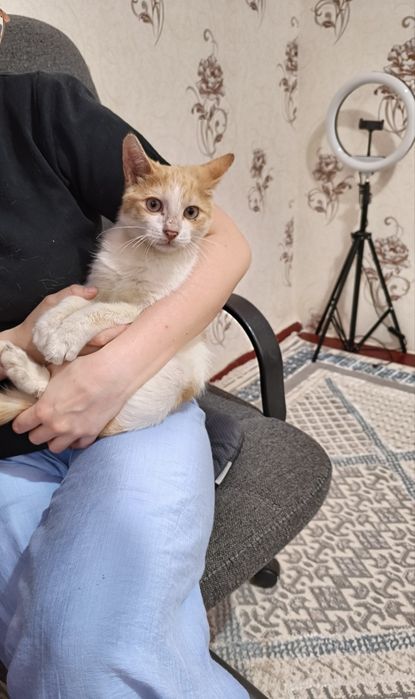 Отдам кота срочно