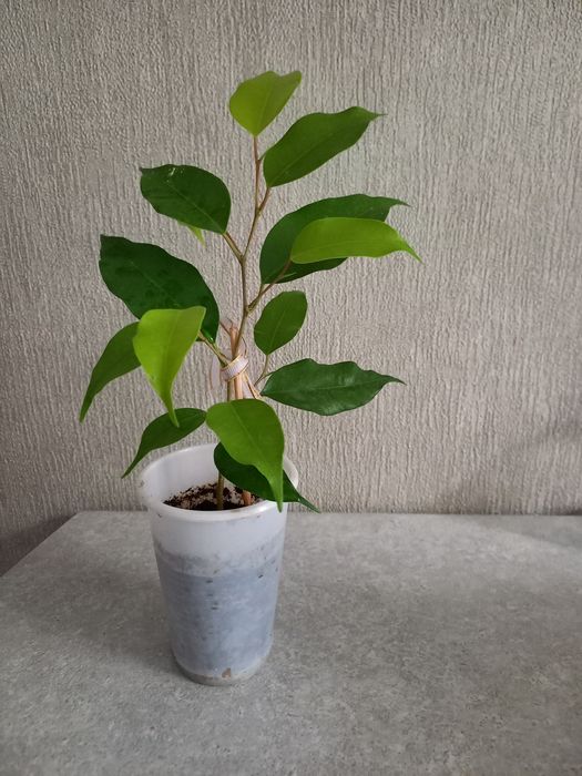 Продам фикус Бенджамина