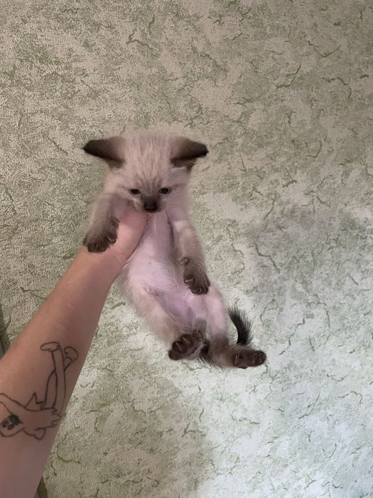 Отдам даром котят