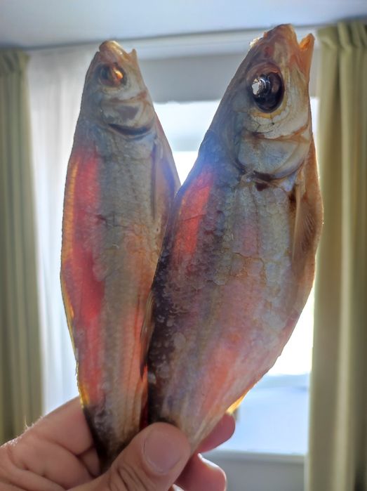 Рыба рыбец вяленый малосольная Атырауская,зимняяя