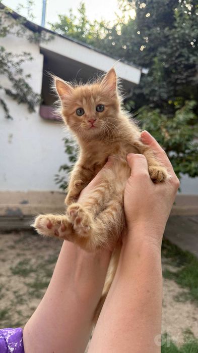 Бесплатно котята мушук