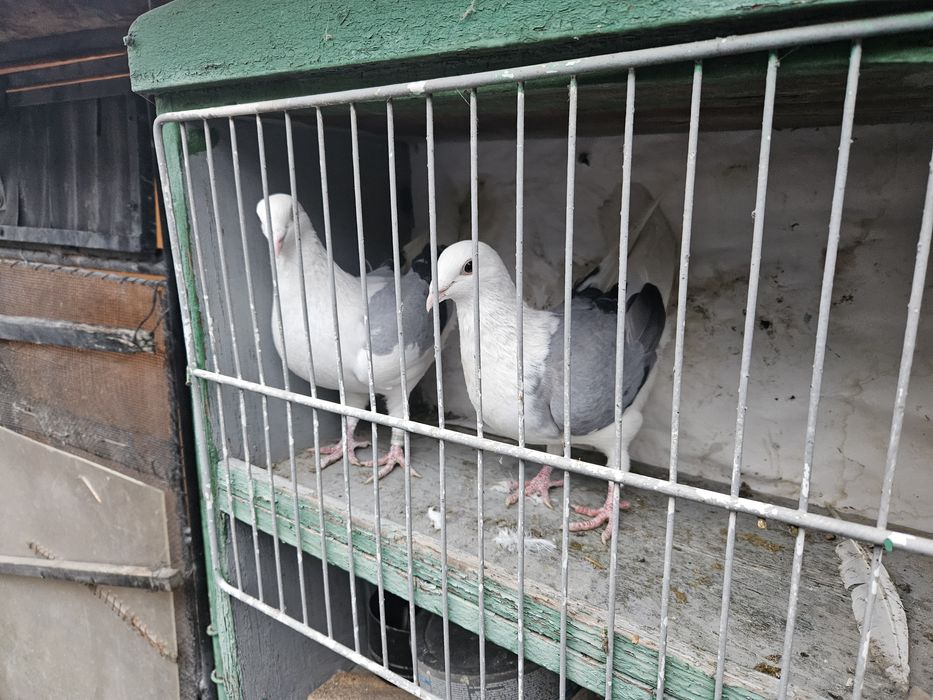 Vand porumbei voiajori capaciti pe negru vanat si tigrat