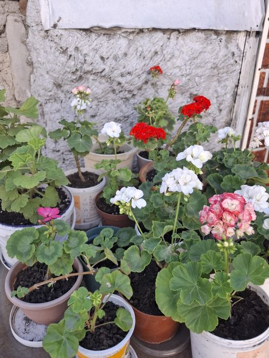 Герань цветущий разные