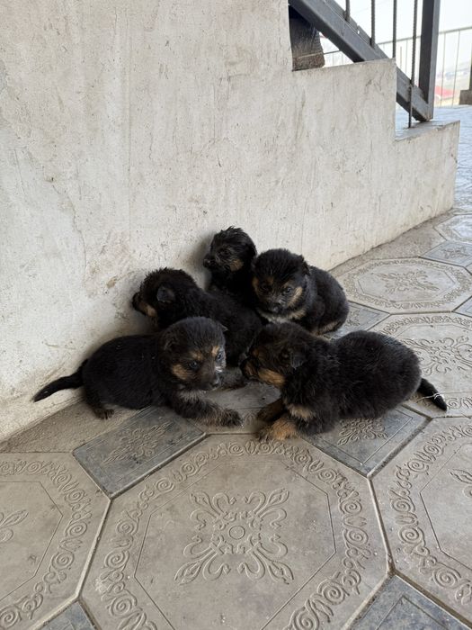 Щенки немецкой овчарки