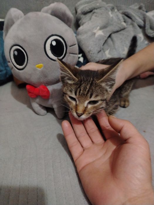 Отдам котёнка в добрые руки,