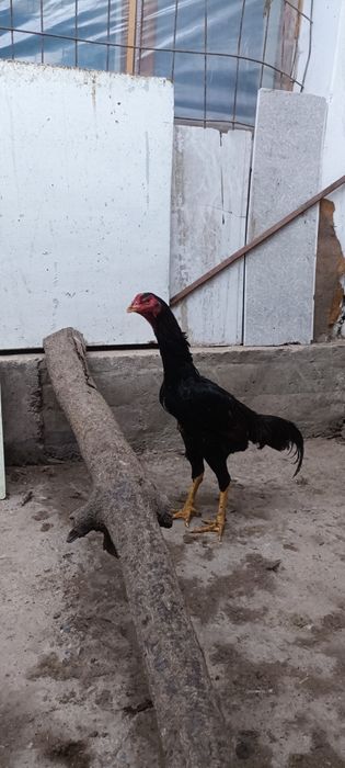 Тозза немис сотилади