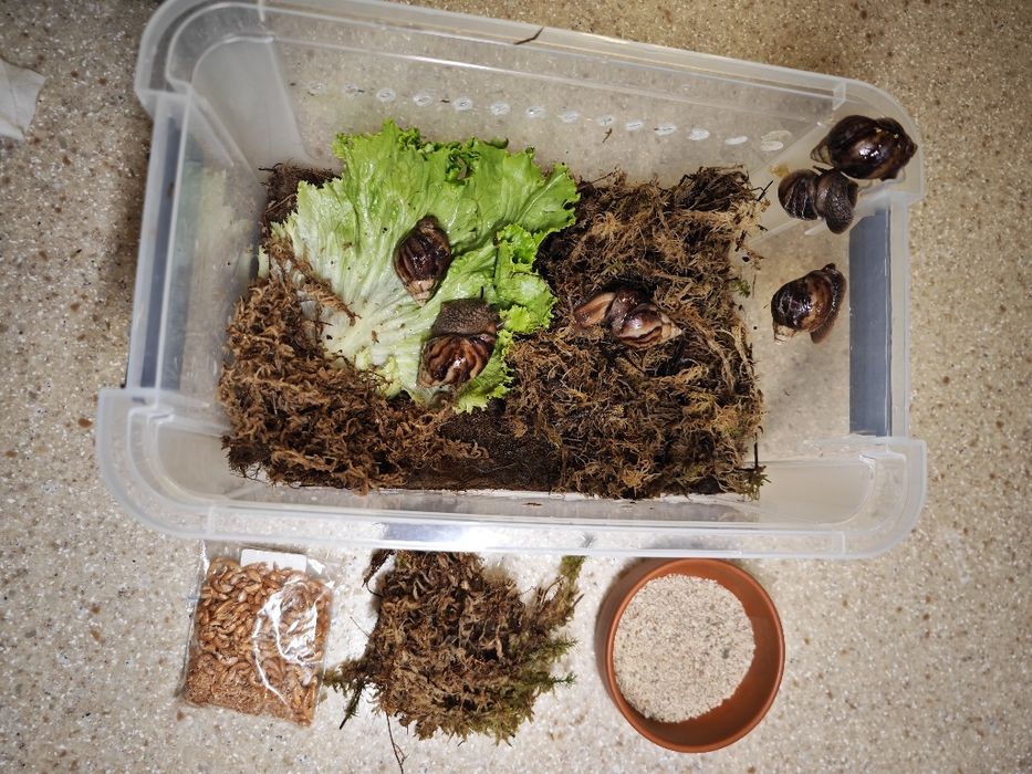 Ахатин улитка большая