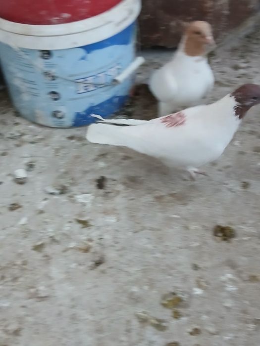 Голуби головастики