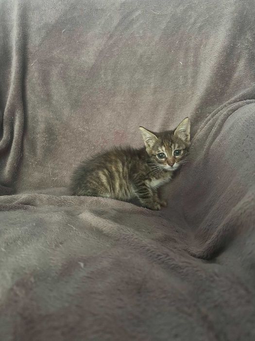Pisoi mici, cauta URGENT o familie