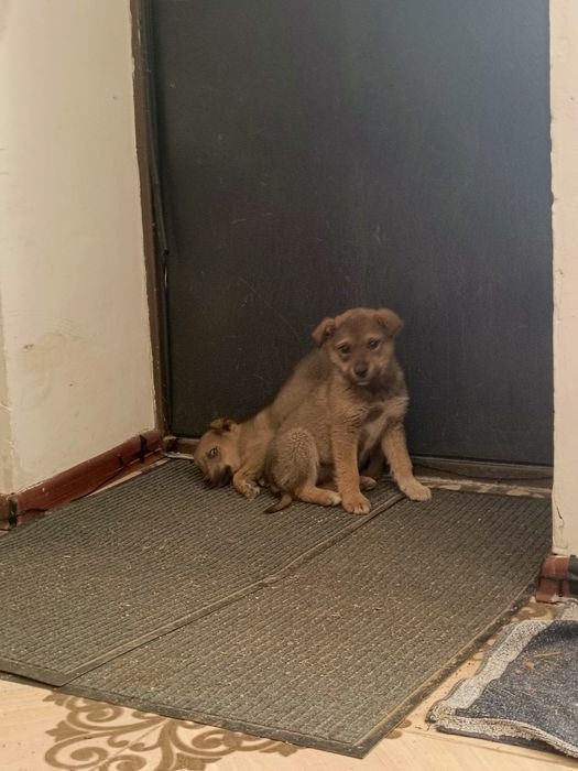 Срочно щенок ищет дом