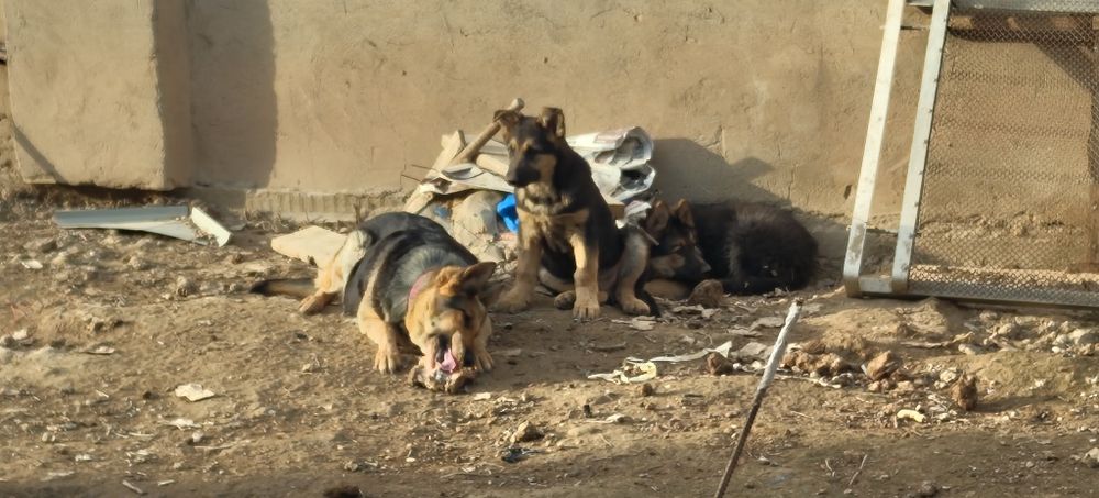 Овчарка  боласи сотилади