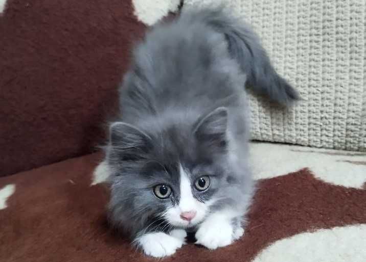 Кот, котенок в добрые руки. 3 мес. Чистый. Здоровый.