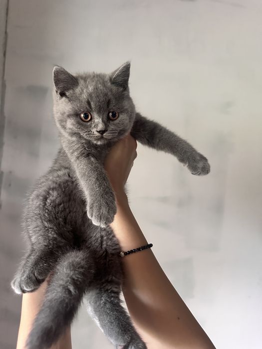 Британски котета