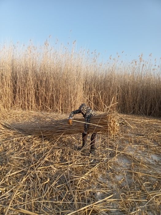 Қамыс. Құрылыс материалы