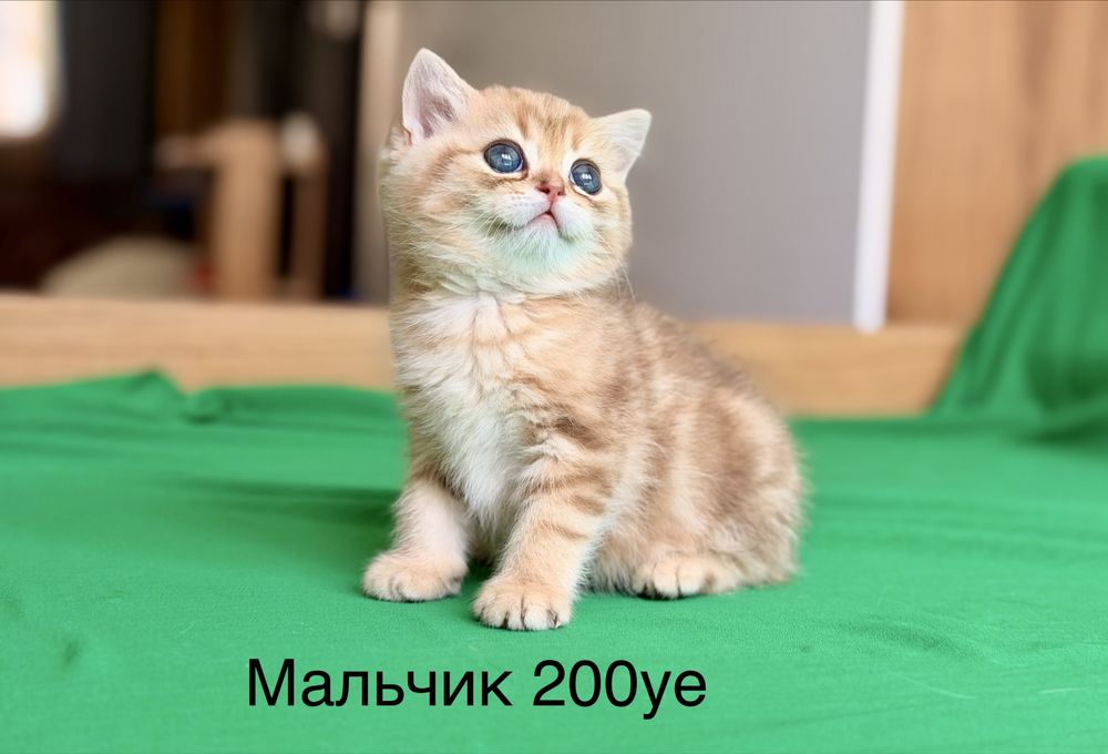 Скоттиш фолд и страйт