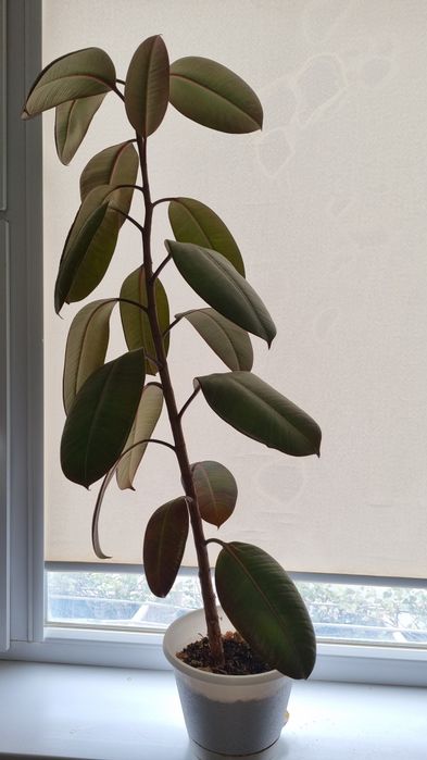 Фикус цветок домашний