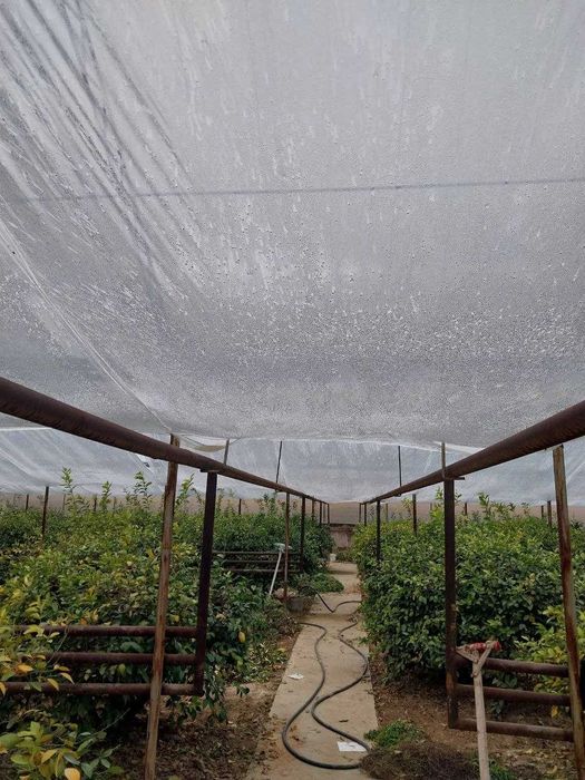 16 sotix 8 sotixdan 2 ta kadastr. 16 Сотих 8 сотихдан 2 та кадастр