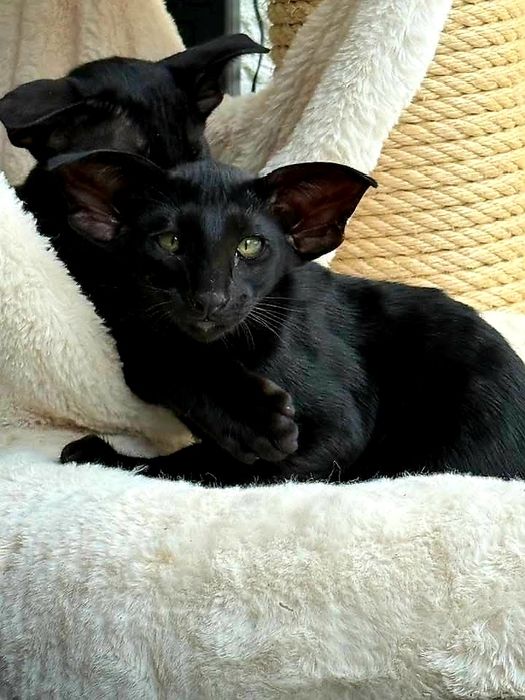 КОТЯТА! ЧУДЕСНЫЕ Ориенталы ! !