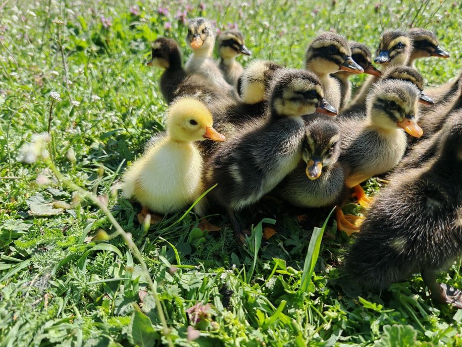 27 puișori de rață măcănitoare/românească