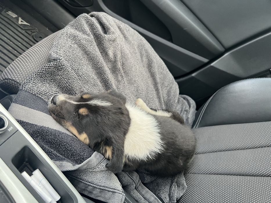 Женско бебе на 3-5 седмици търси дом