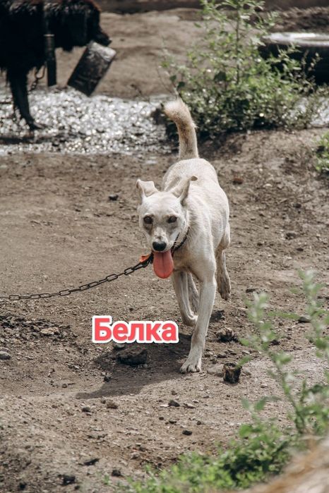 Дарю в добрые и ответственные руки