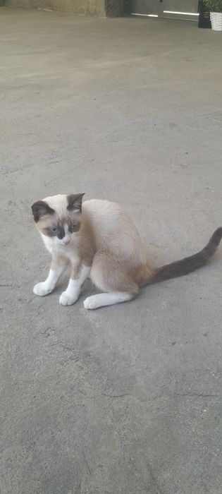 Домашние мушук 0