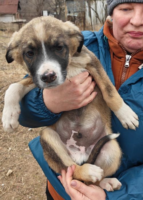 Щенки в хорошие руки