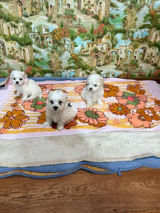 Продам щенков мальтипу