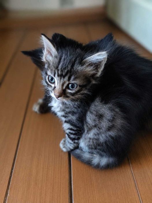 Дарю красивых котят