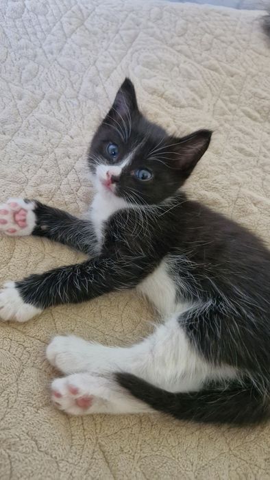 Отдам  бесплатно         котенка мальчика.