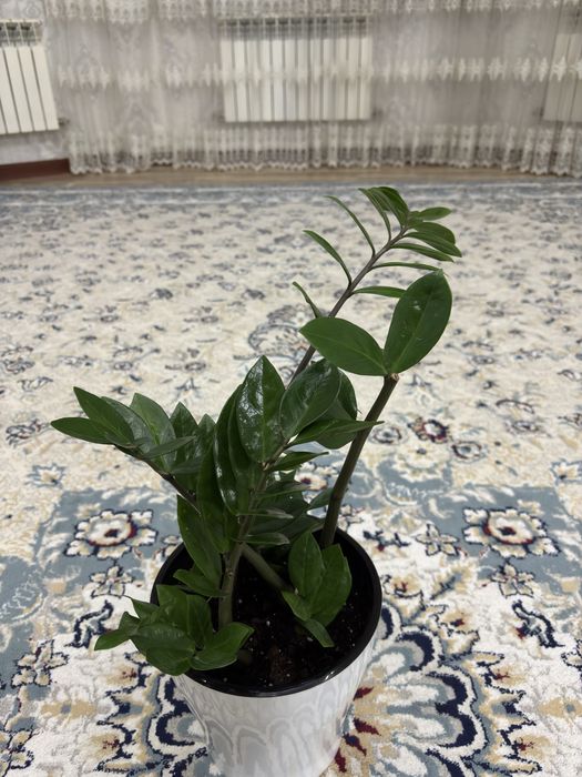 Продаю цветы 5штук