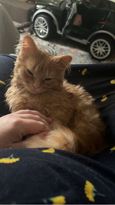 Котенок в добрые руки