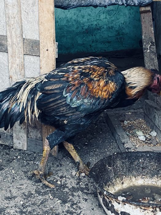 Продам дакан туляг