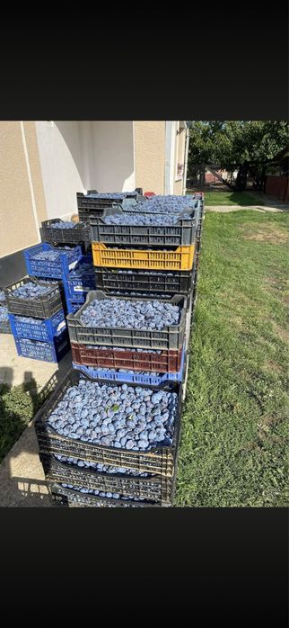 Prune de vanzare