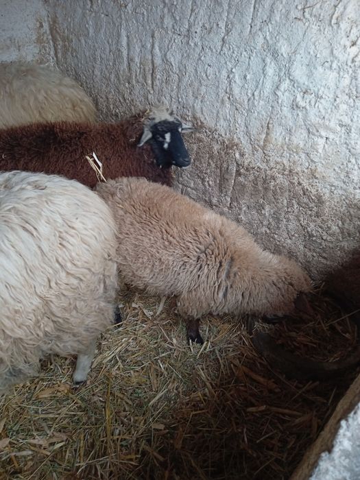 Vând 2 mieluțe tinere.10 și 12 luni