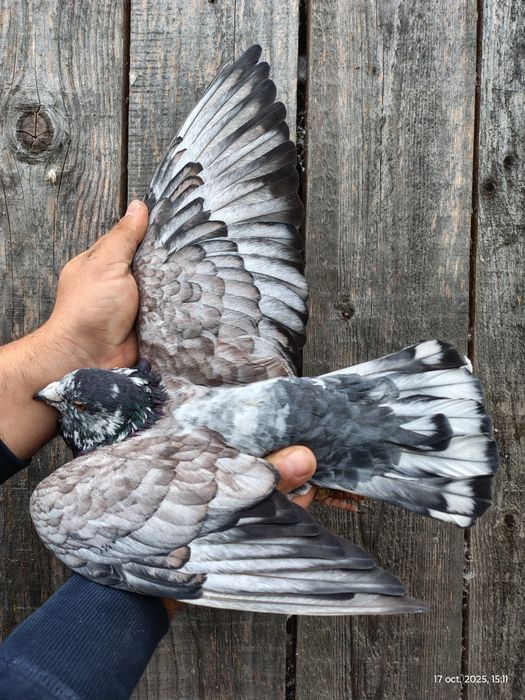 Porumbei voiajori colorați