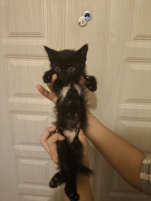 Черный котенок-счастливчик в добрые руки (1. месяц, к лотку приучен)